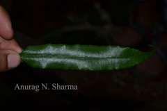 Angiopteris helferiana